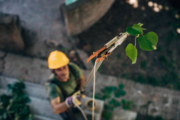 Reliable Corralitos, CA Tree Service Solutions